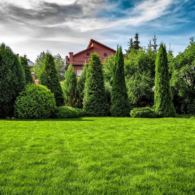 Freshly cut grass